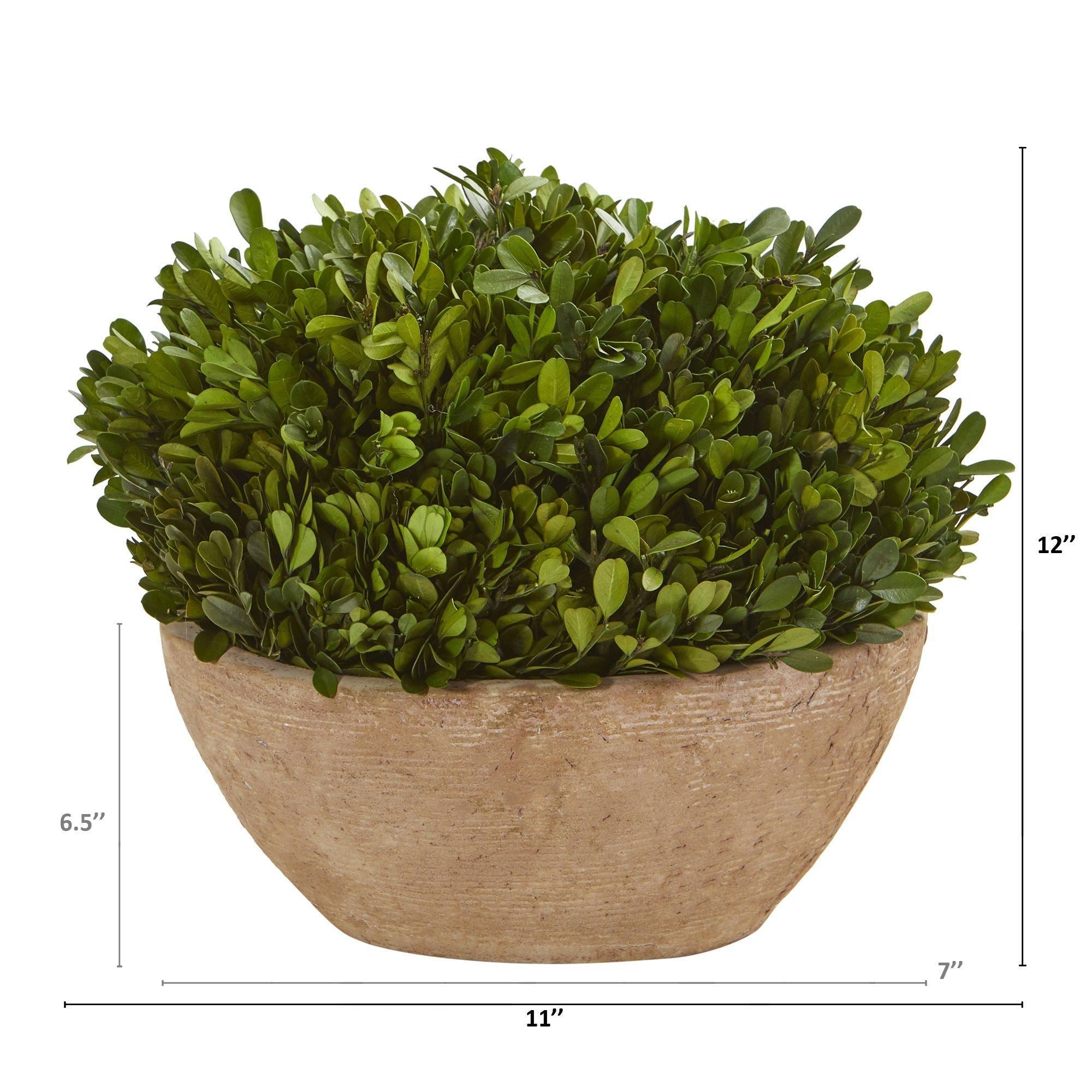 12” Boxwood Preserved Plant in Oval Planter by Nearly Natural